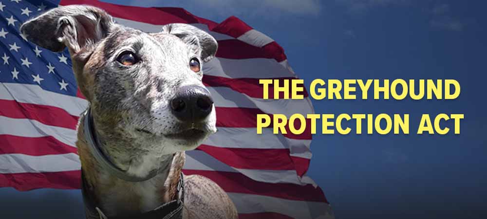 Greyhound Protection Act of 2021